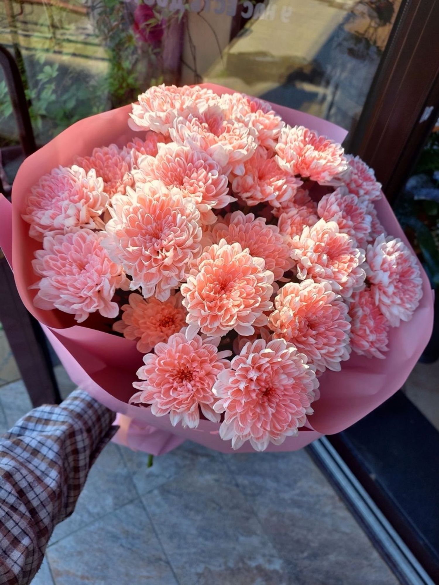 Голланд chrysanth
