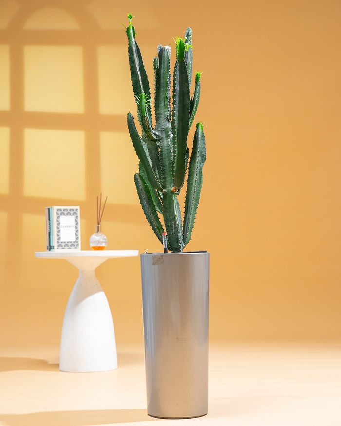 Кактус / Cactus PS5002