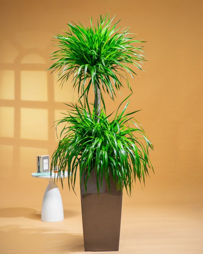 Луу мод / Dragon tree HG-GQ5