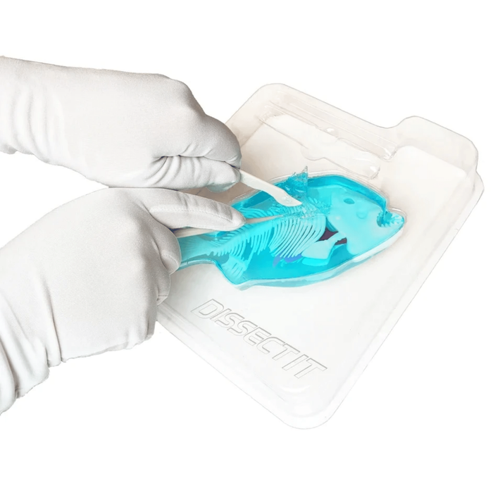 Slimy Lab dissect it 