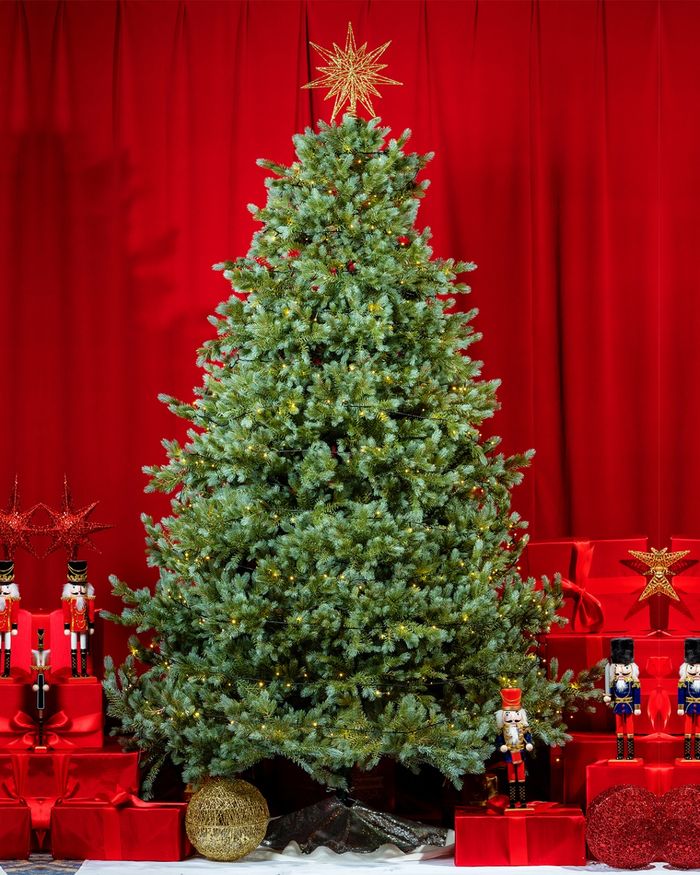 Кремлийн гацуур E-210