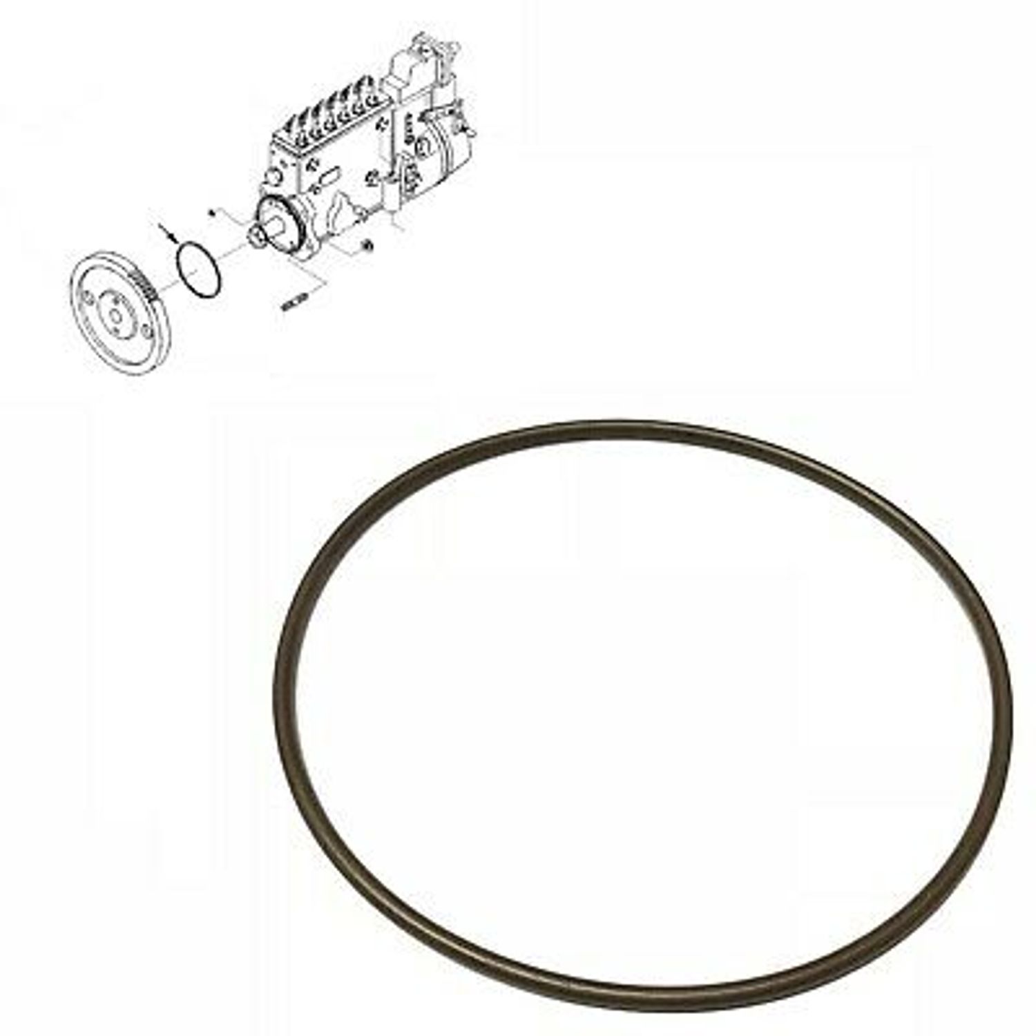 Seal-Rectangular Ring, Жийрэг