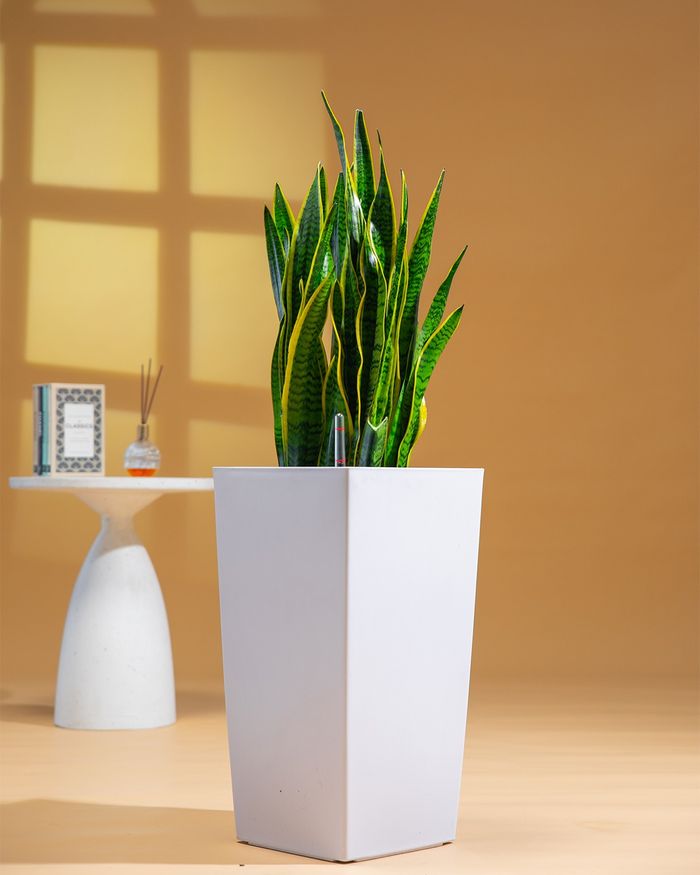 Мөнхрөө / Sansevieria trifasciata GQ04M