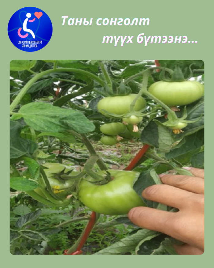 Төрөл бүрийн хүнсний ногоо, хүлэмж 