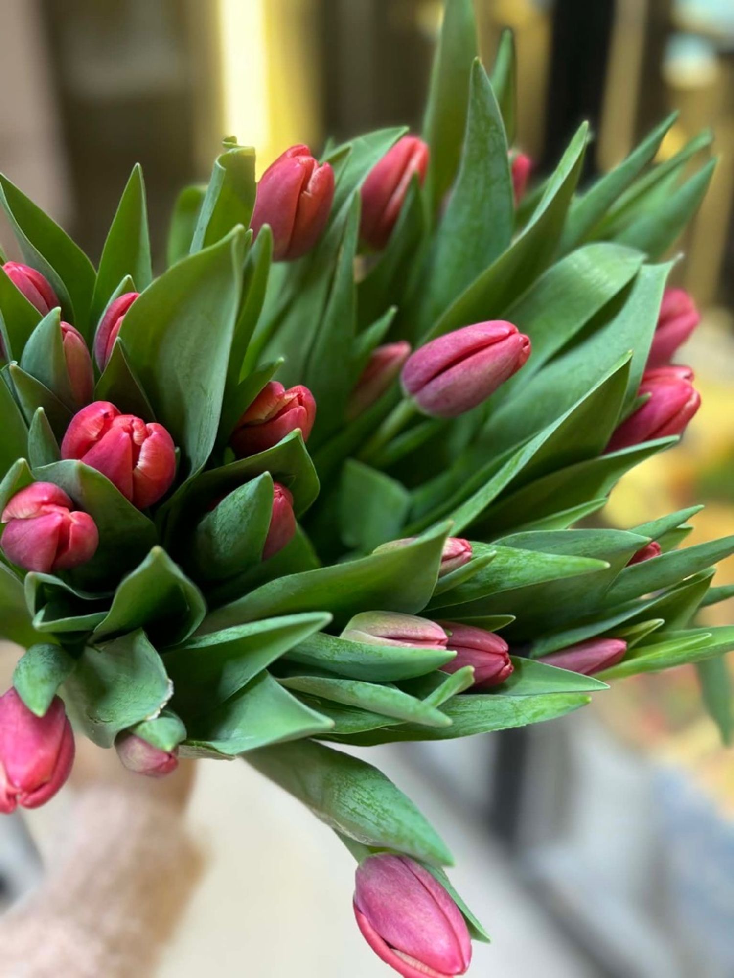 Голланд алтанзул тод ягаан