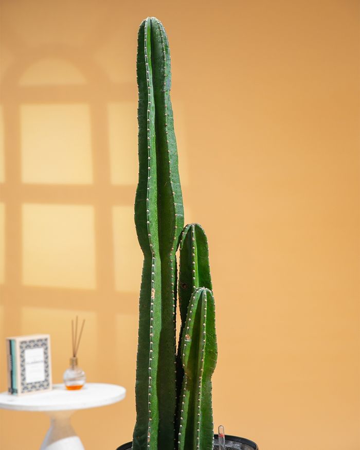 Цөлийн кактус/ Desert Cactus HG3501 