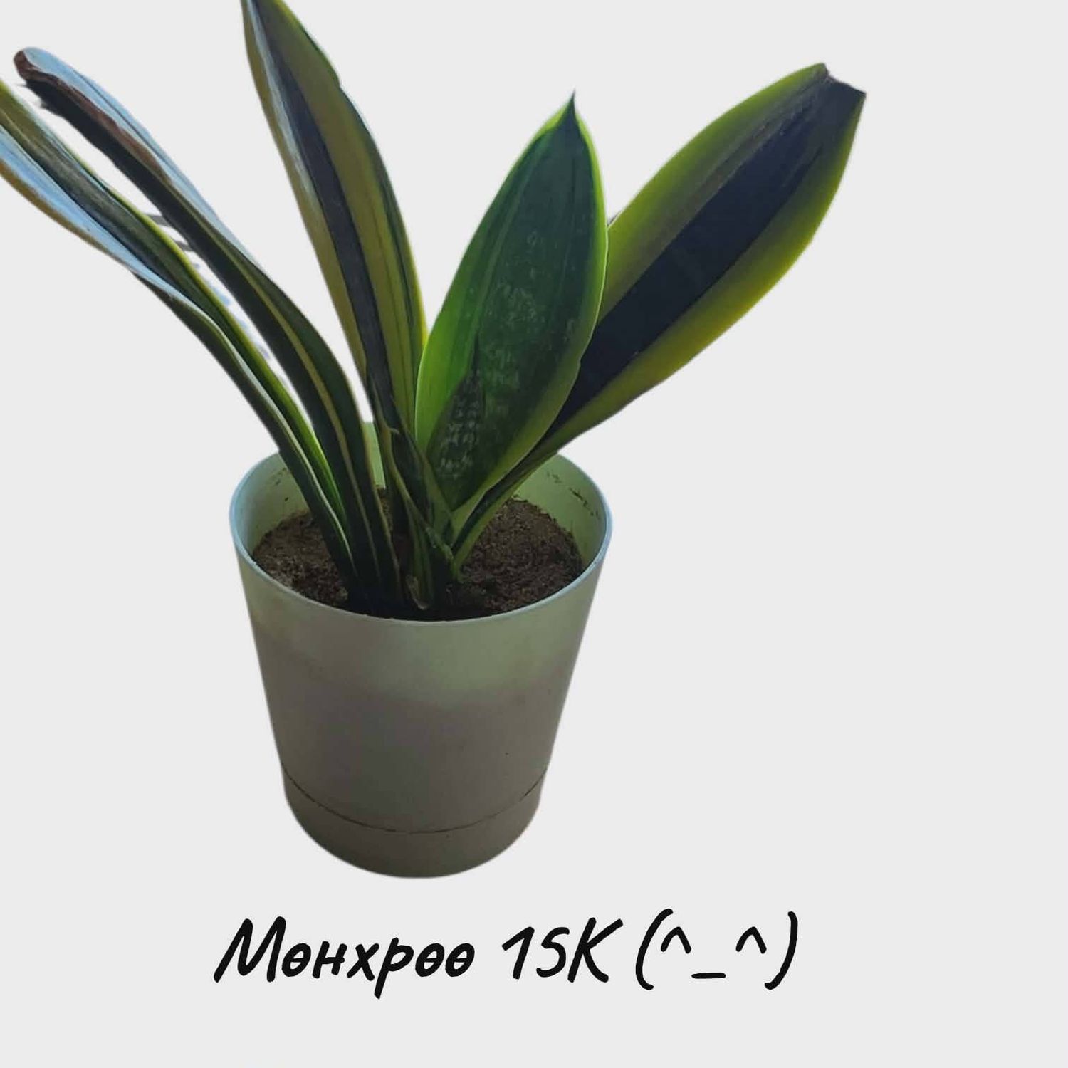 Мөнхрөө цэцэг