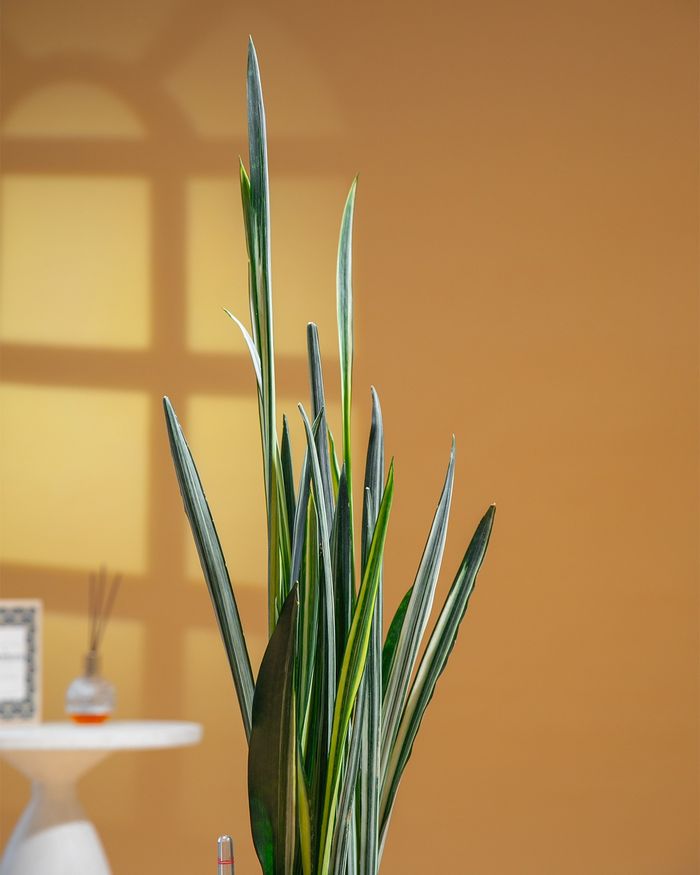 Сэлмэн Мөнхрөө / Sansevieria trifasciata GQ03