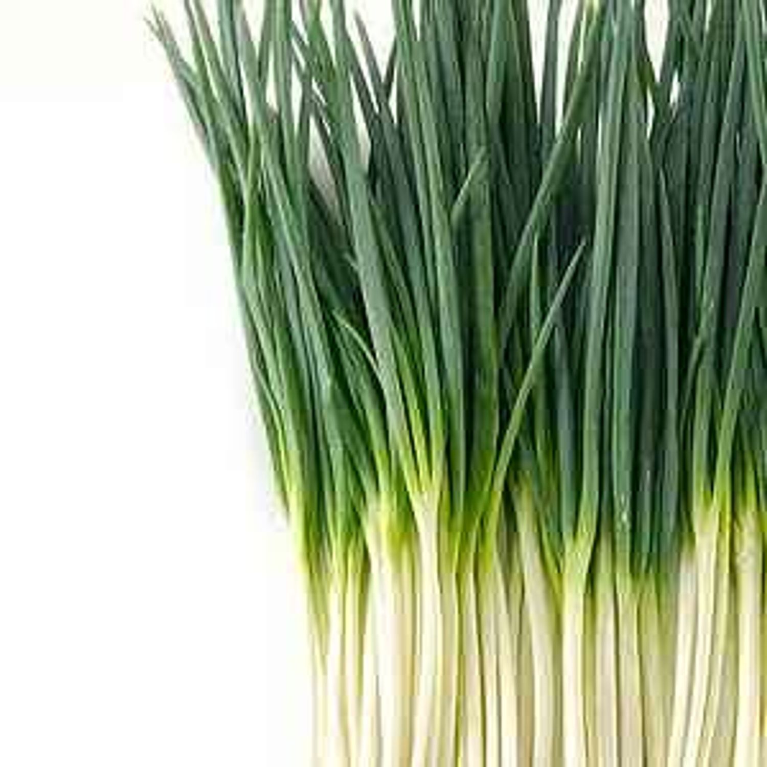 Нарийн сонгино