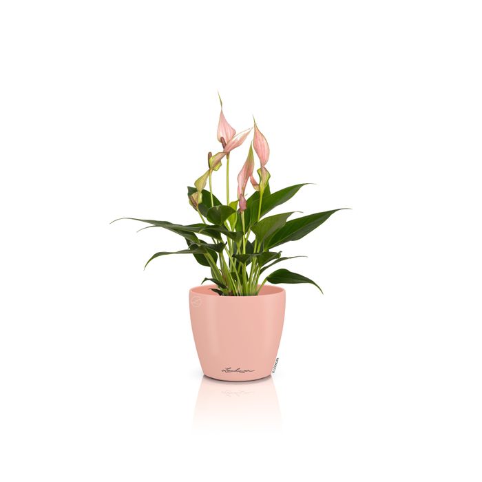 DECO