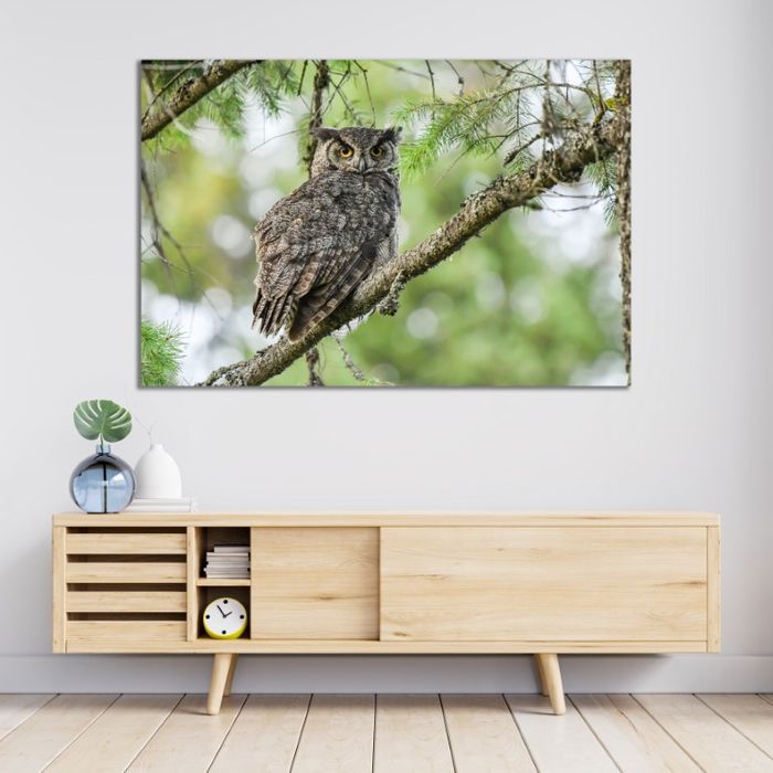 Модон дээр сууж буй шар шувуу /өдөр/