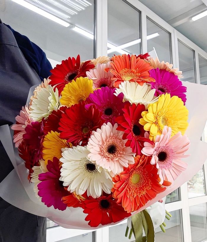 Голланд хонин нүдэн Гербера