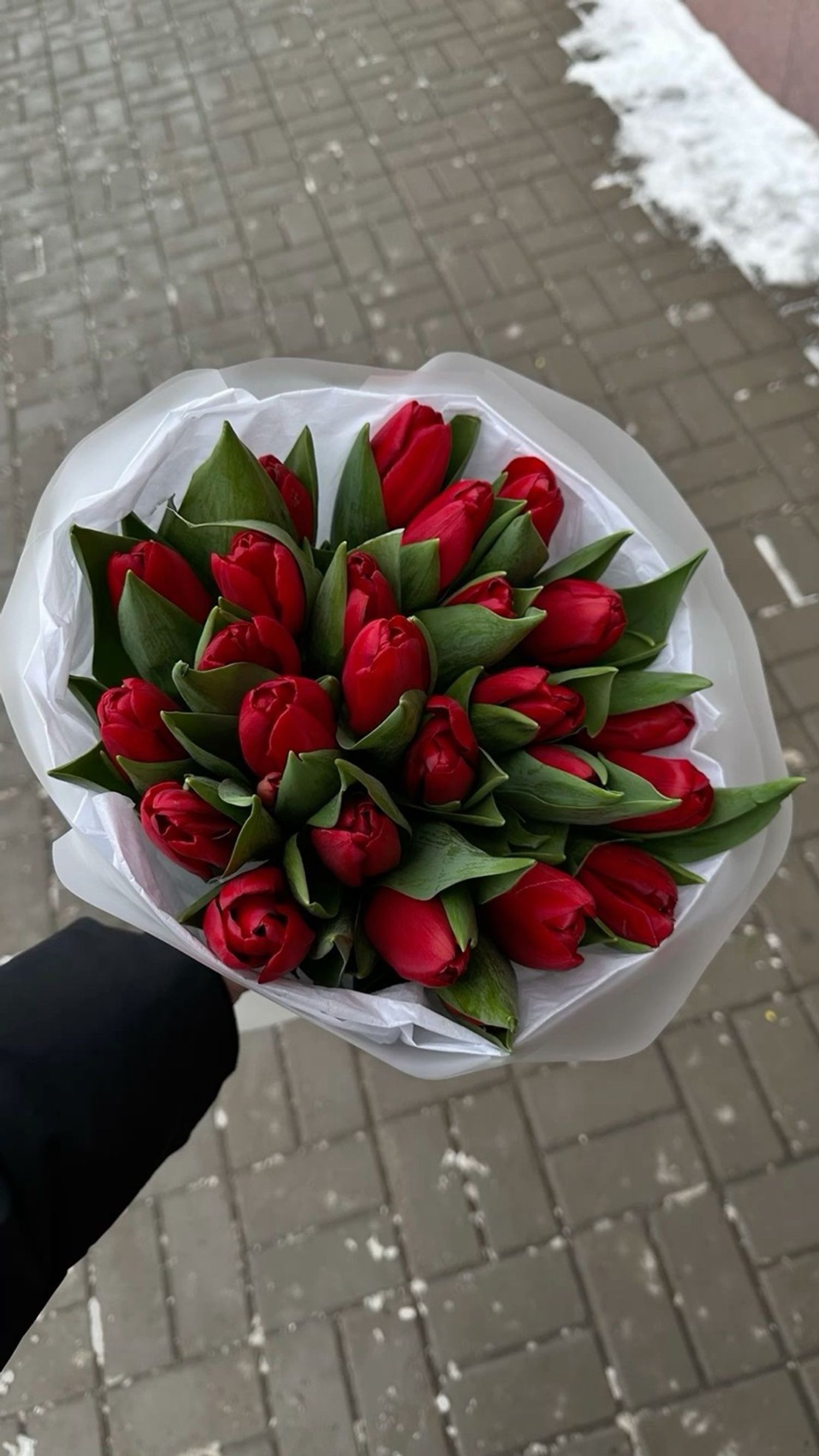 Голланд алтанзул улаан