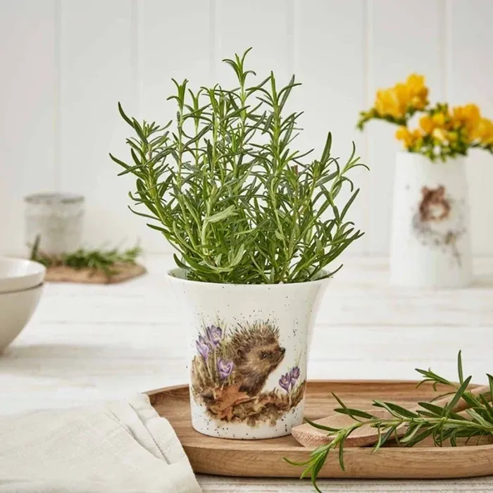 Wrendale Designs New Beginnings Hedgehog Flower/Herb Pot 10cm