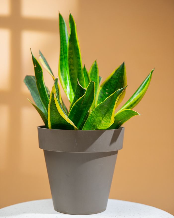 Мөнхрөө / Sansevieria L1