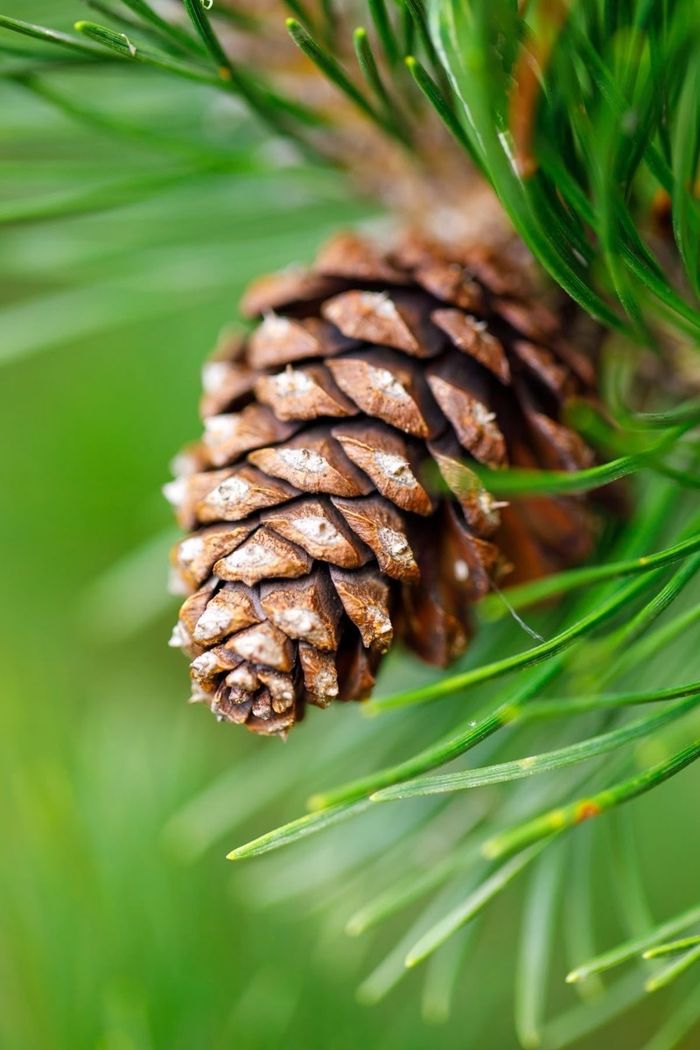 Pine essential oil 10ml