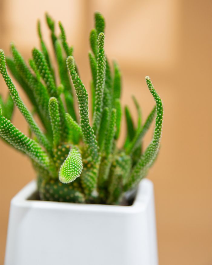 Кактус / Cactus 2271
