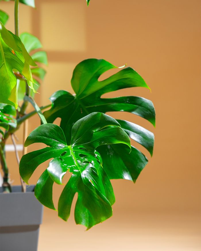 Монстера / Monstera H3