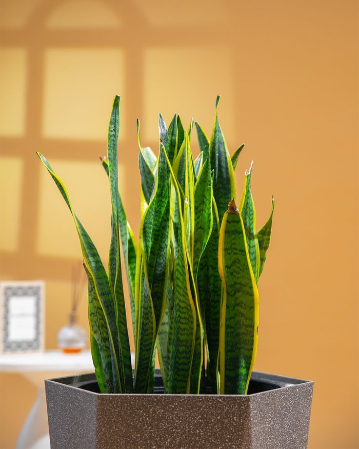 Мөнхрөө / Sansevieria PS8008