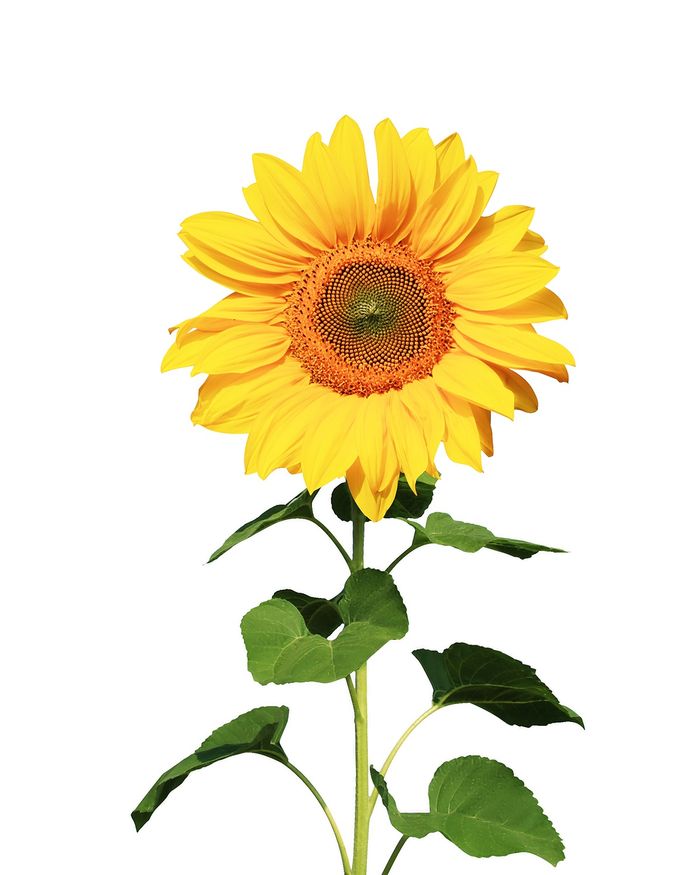 Наранцэцэг / Sunflower