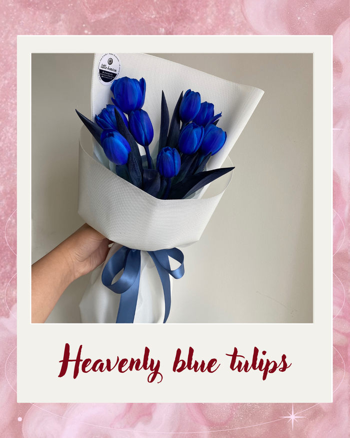 Heavenly blue tulips