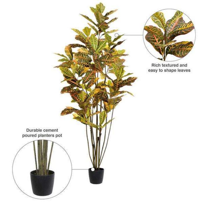 Garden croton 120cm