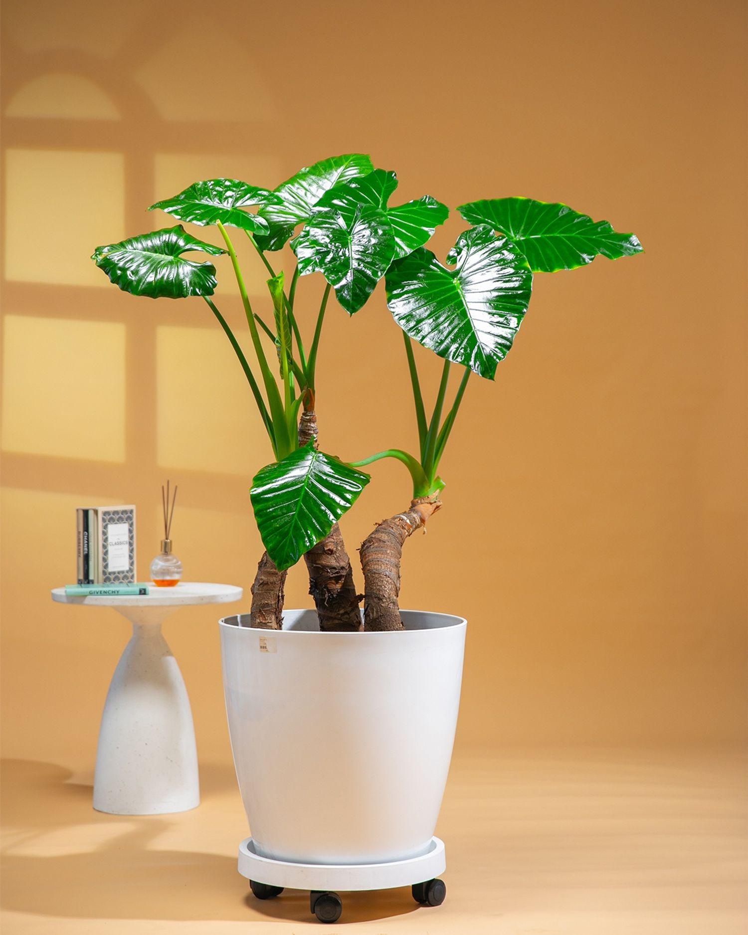 https://cdn.zochil.shop/f181819e-b5ef-4249-ac7b-61aaf2b859bd_t1500.jpg