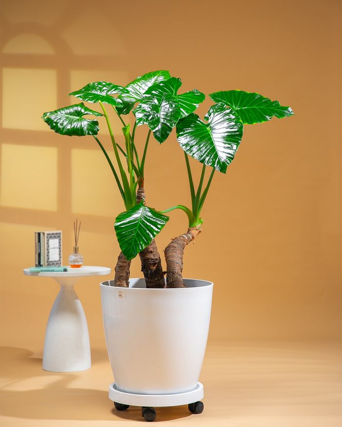 Зааны чих / Colocasia esculenta  55*45