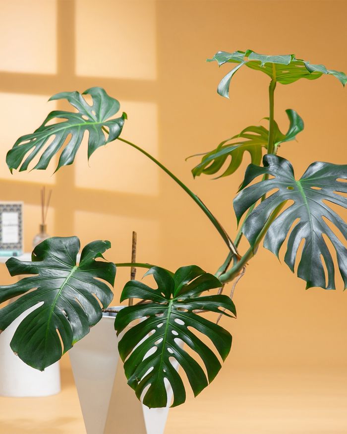 Монстера / Monstera GQ04M