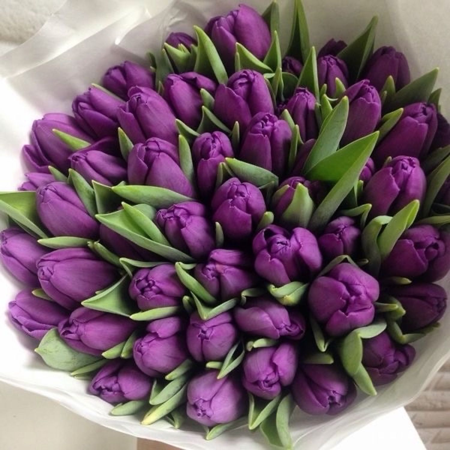 Голланд алтанзул нил ягаан