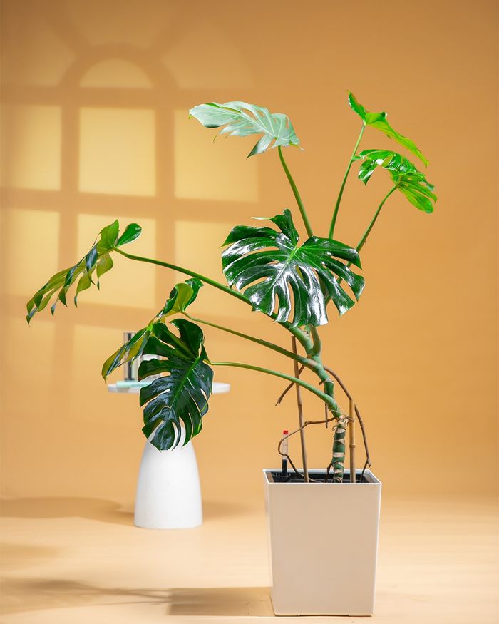 Монстера / Monstera PF3036