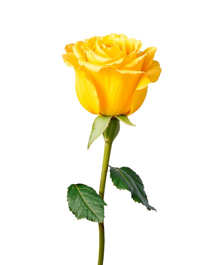 Шар сарнай / Yellow rose