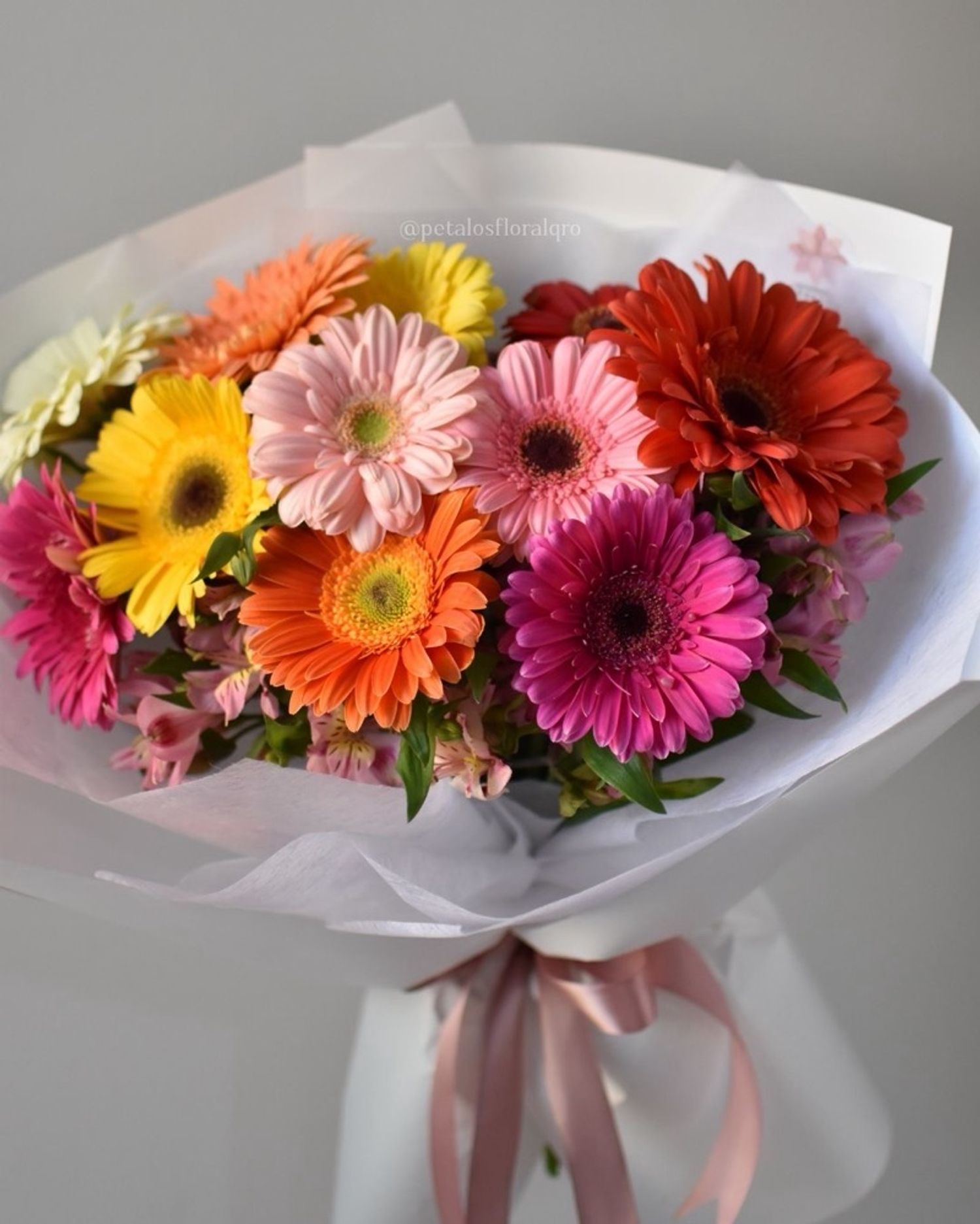 Голланд хонин нүдэн Гербера 