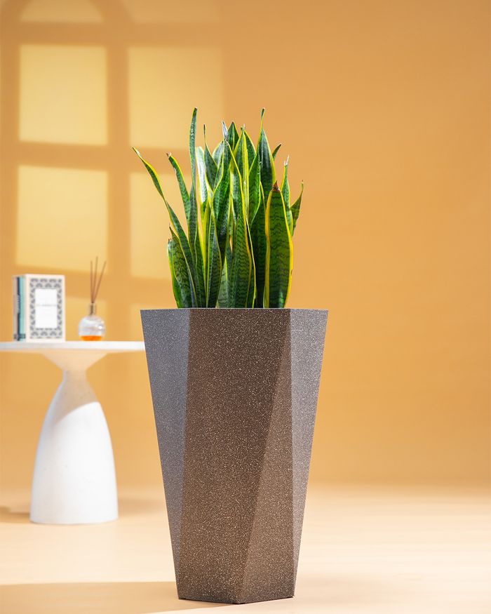 Мөнхрөө / Sansevieria PS8008