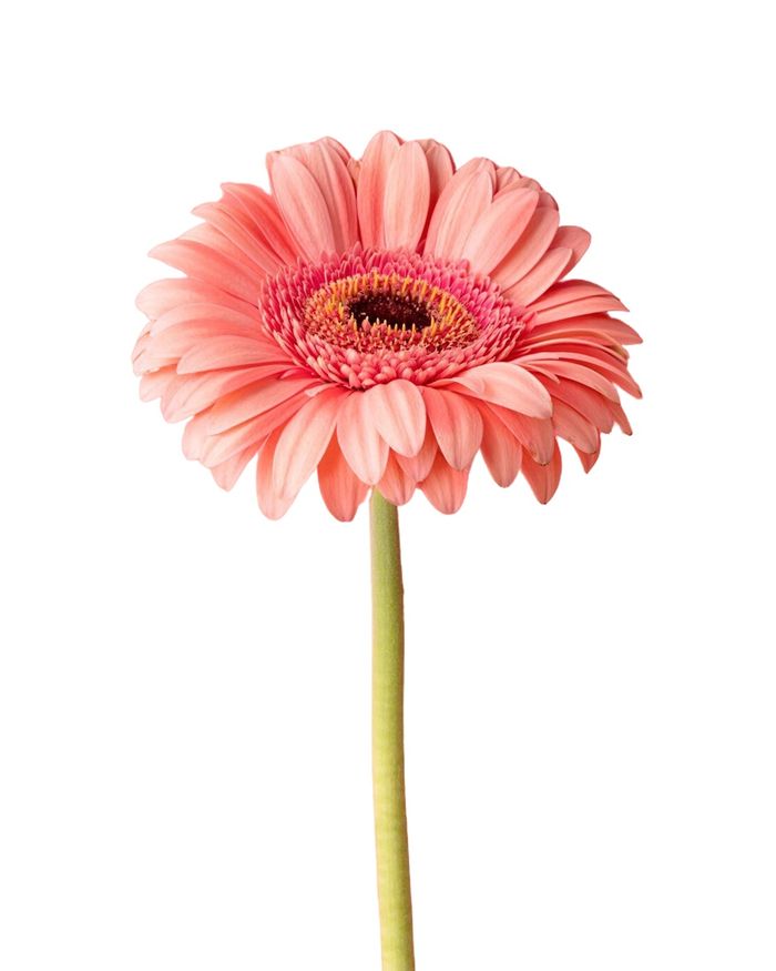 Гербир / Gerbera daisy 