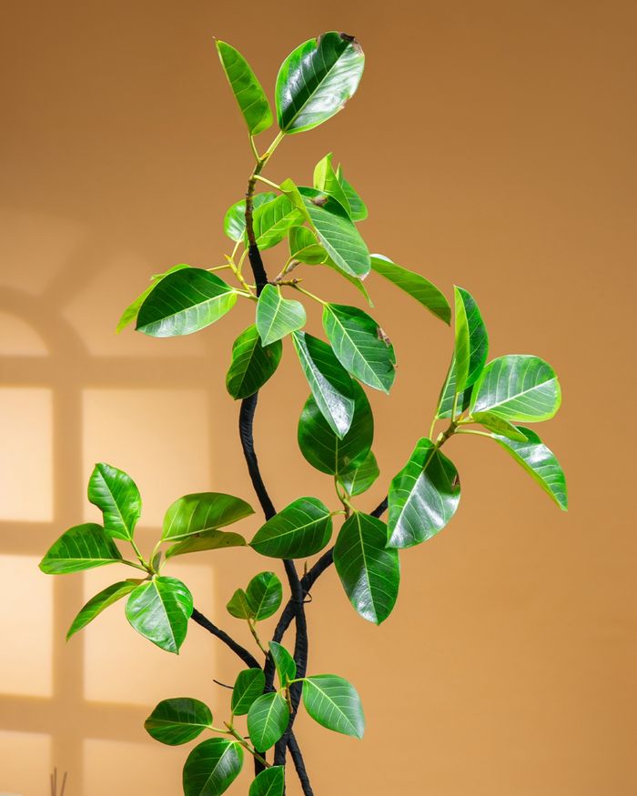 Алтан фикус / Ficus altissima 8008L