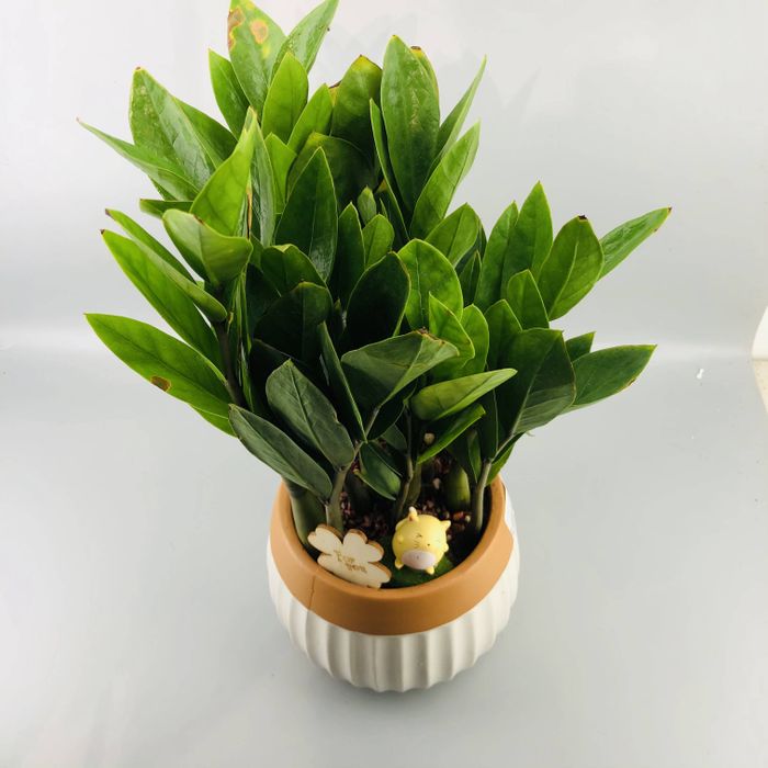 Долларын мод жижиг