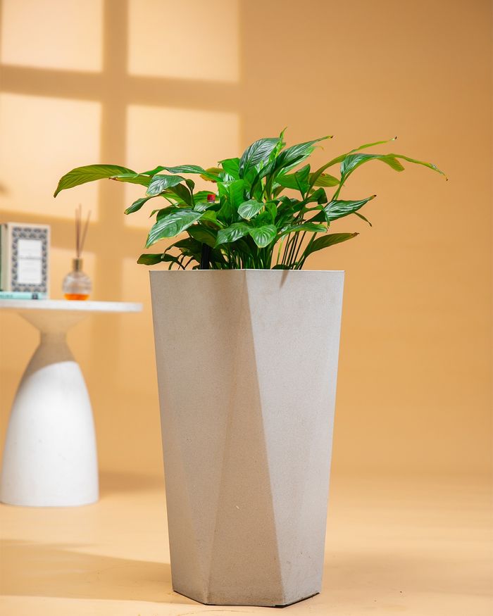 Нөмөргөнө / Spathiphyllum PS8008