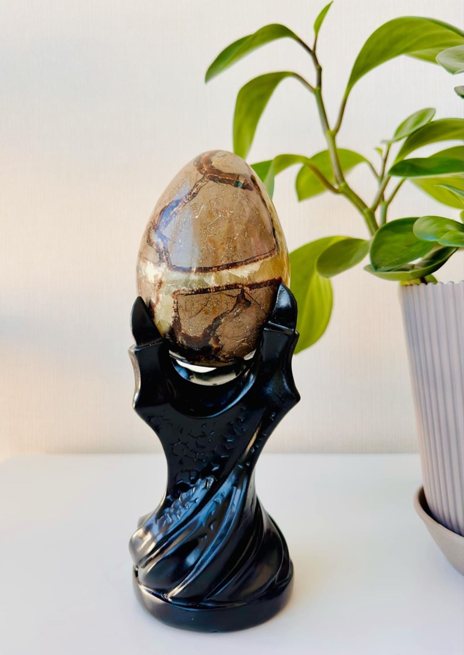 Септариа өндөг