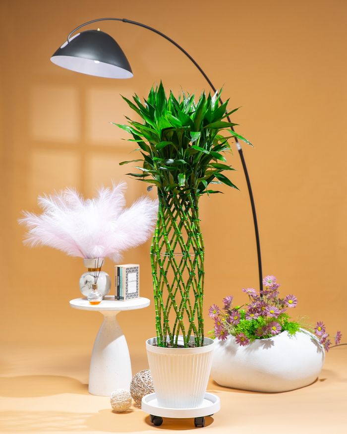 Азын хулс / Lucky bamboo