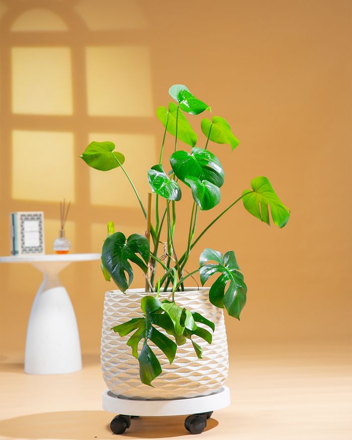 Монстера / Monstera 42*42*29